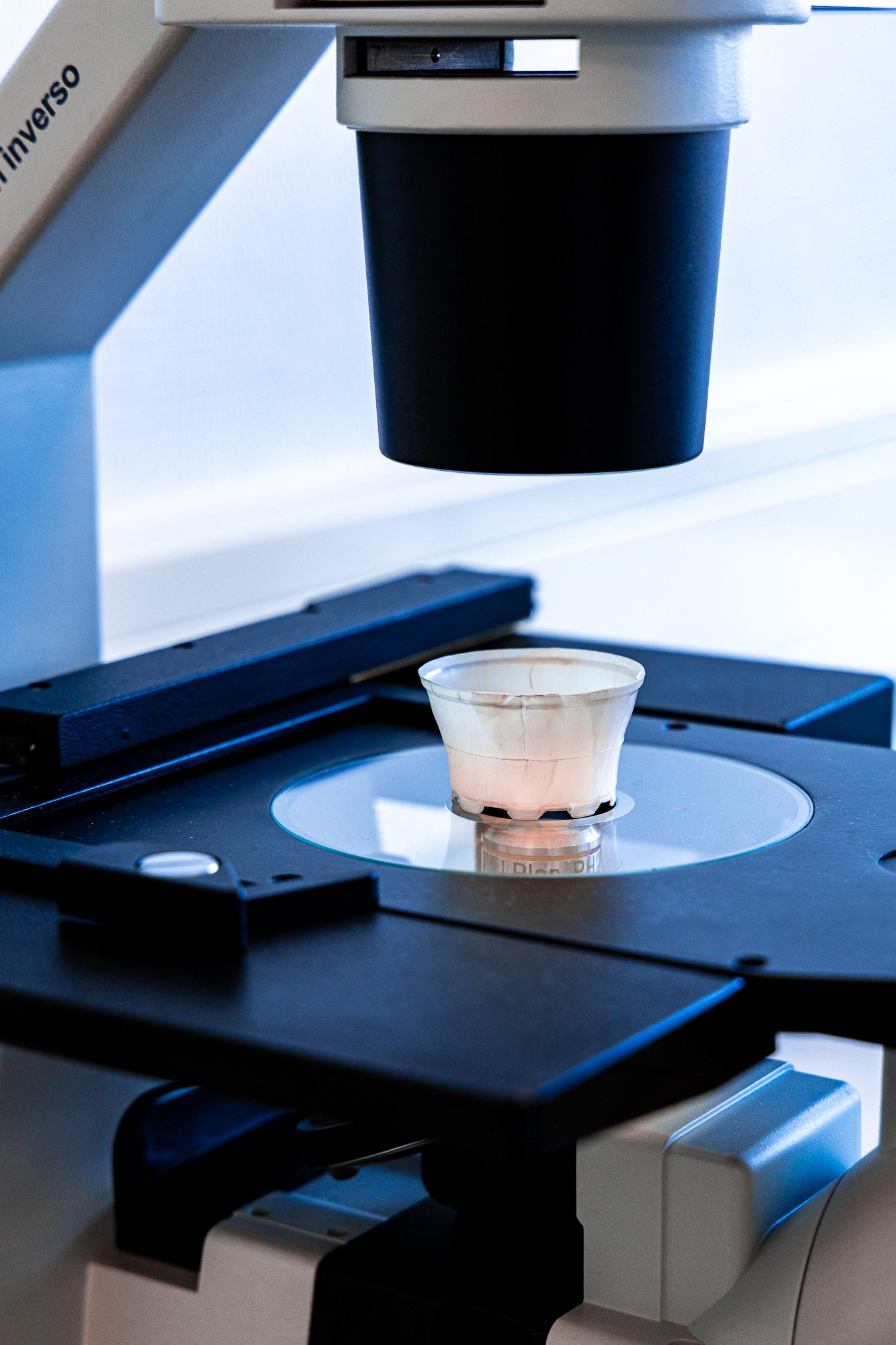 Plastilose cup under microscope analysis