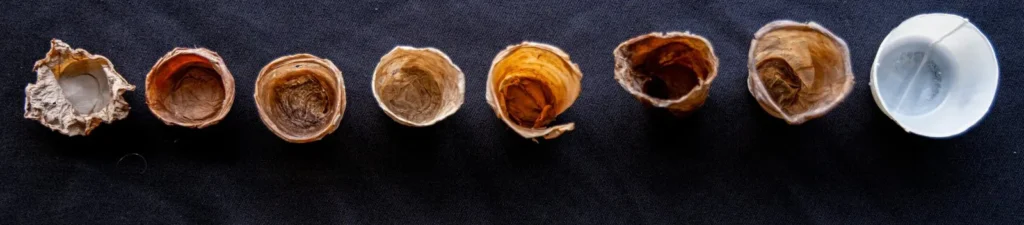 Een rij cupjes van bacteriële cellulose, van gaaf tot verweerd. Een illustratie, geen testresultaat.